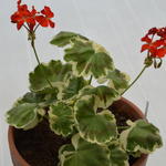 Pelargonium 'Miss Burdett Coutts' - Geranium