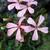Pelargonium 'Dresden Pink'