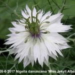 Nigella damascena 'Miss Jekyll Alba' - Juffertje in het groen