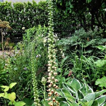 Digitalis stewartii