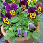 Viola cornuta 'Bambini' - Hoornviooltje