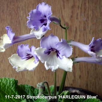 Streptocarpus 'HARLEQUIN Blue'