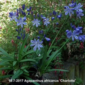 Agapanthus africanus ‘Charlotte’