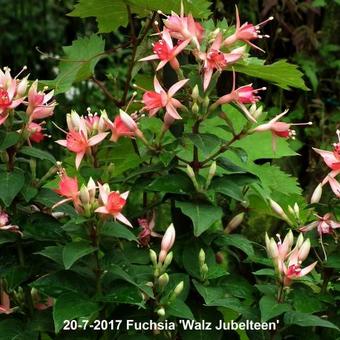 Fuchsia 'Walz Jubelteen'