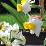 Narcissus canaliculatus - Narcis