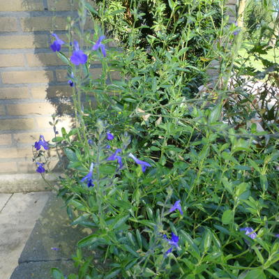 Salie - Salvia greggii 'Blue Note'
