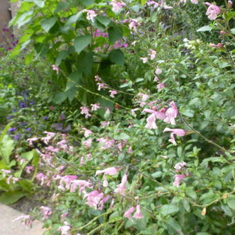 Salvia greggii `Stormy Pink'