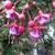 Fuchsia 'Kobold'
