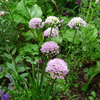Allium senescens subsp. montanum 'Summer Beauty'