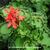 Pelargonium x hortorum 'Destination''