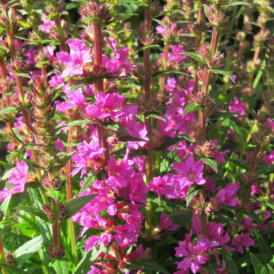 Kattenstaart - Lythrum salicaria 'Robin'