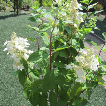 Hydrangea paniculata 'Tardiva'
