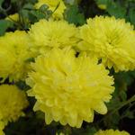 Chrysant - Chrysanthemum indicum 'Citronella'
