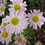 Chrysanthemum koreanum  'Hebe' - Chrysant