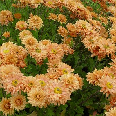 Chrysant - Chrysanthemum indicum 'Kleiner Bernstein'