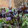 Nieskruid - Helleborus orientalis 'Black'