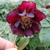 Nieskruid - Helleborus orientalis 'DOUBLE ELLEN Red'