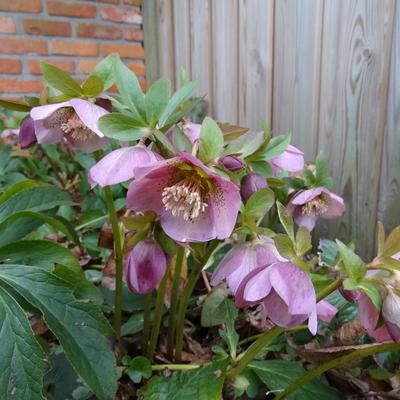 Nieskruid - Helleborus orientalis 'Pink'