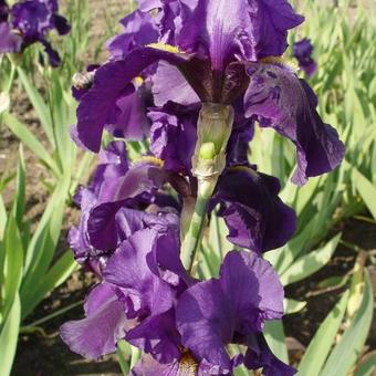 Iris germanica 'Allegiance'