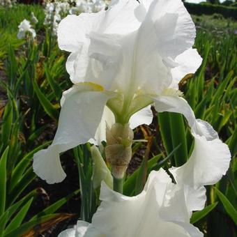 Iris germanica 'Bianca'