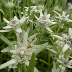 Leontopodium alpinum 'Mignon' - Edelweiss