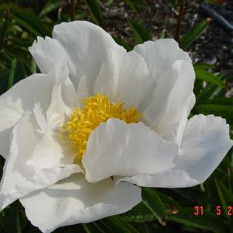 Paeonia lactiflora 'Krinkled White'