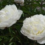 Pioen - Paeonia lactiflora 'Shirley Temple'