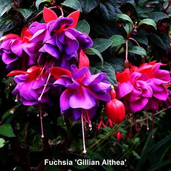 Fuchsia 'Gillian Althea'