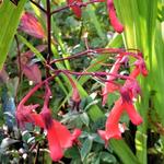 Phygelius 'Passionate' - Kaapse Fuchsia