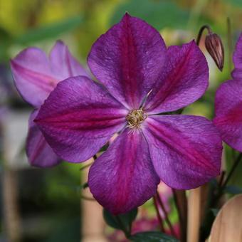Clematis  'Star of India'