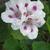 Pelargonium x domesticum 'Elegance Royalty White'