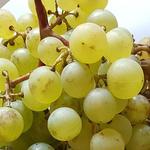 Vitis vinifera 'Danlas' - Druif, witte druif