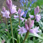 Hyacinthoides hispanica 'Rose' - Wilde hyacint, Boshyacint