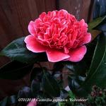 Camellia japonica 'Volunteer' - Camelia