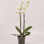 Phalaenopsis 'Tropic Snow' - Vlinderorchidee