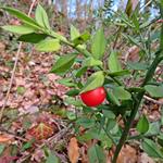 Slagersbezem - Ruscus aculeatus