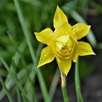 Narcissus x odorus 'Plenus' - Narcis