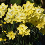 Narcissus 'Regeneration' - Narcis