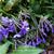 Phlox stolonifera 'Violet Vere'