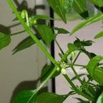 Capsicum annuum 'Little Elf' - Pepers, dwergpeper, Hot pepper