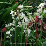 Hyacinthoides hispanica 'Alba' - Wilde hyacint, Boshyacint