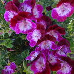 Pelargonium 'Tip Top Duet' - Geranium