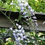 Wisteria floribunda 'Eranthema' - Blauwe regen