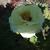 Paeonia suffruticosa 'High Noon'