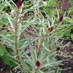 Francoa sonchifolia 'Rogerson's Form' - Bruidskrans