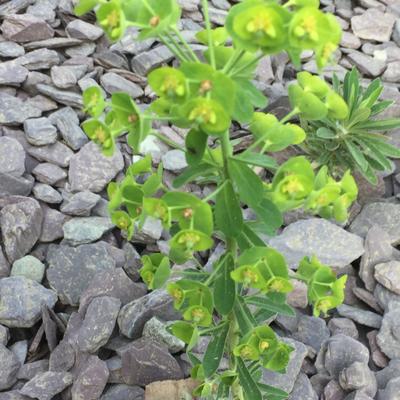 Wolfsmelk - Euphorbia characias 'Forescate'