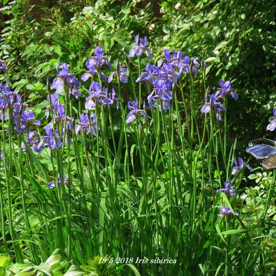 Siberische lis - Iris sibirica