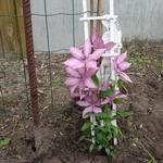 Clematis 'Giselle' - Bosrank
