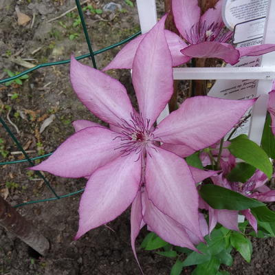 Bosrank - Clematis 'Giselle'