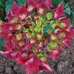 Hydrangea macrophylla 'MAGICAL Ruby tuesday' - Hortensia
